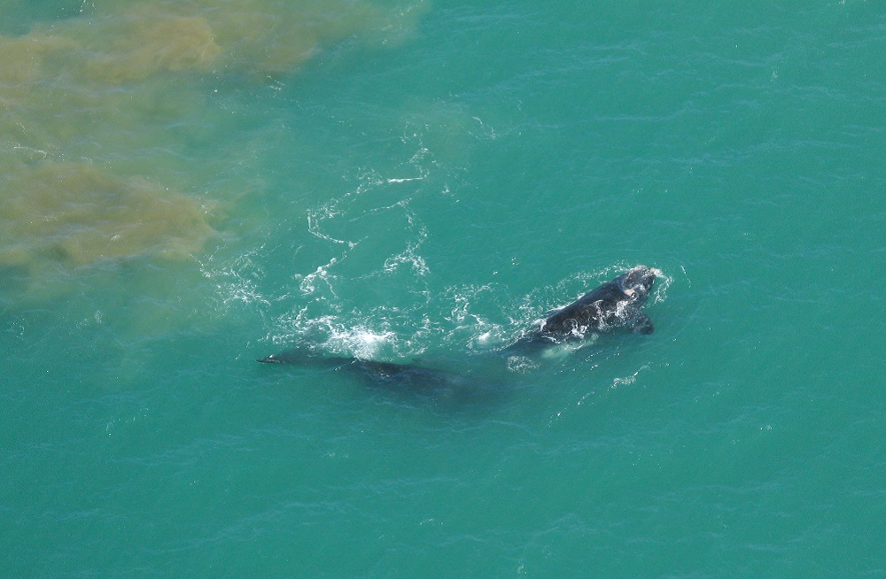 Ballenas en Miramar