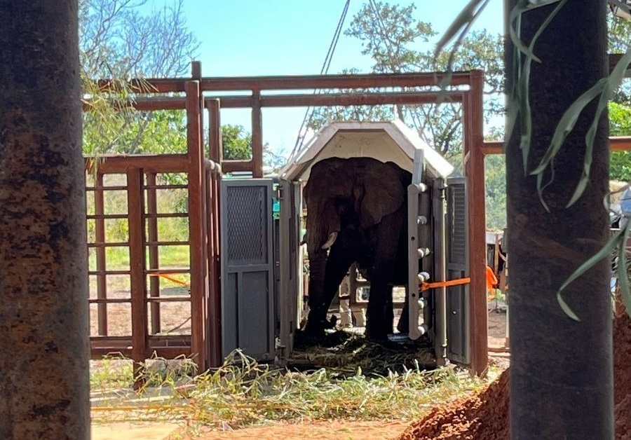 Exitosa derivación del Ecoparque porteño: La elefanta Pupy llegó al Santuario de Elefantes de Brasil