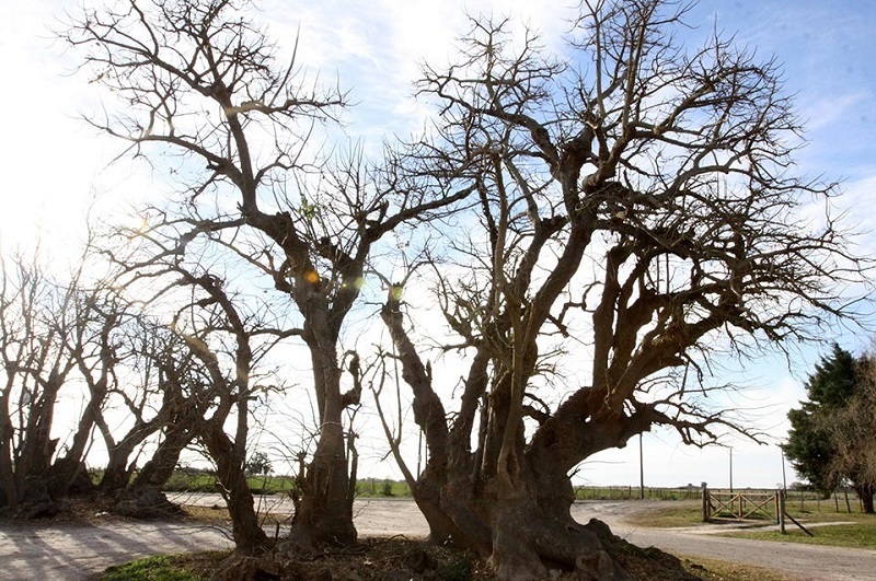 Cuatro pulperías bonaerenses imperdibles picadas e historias de campo