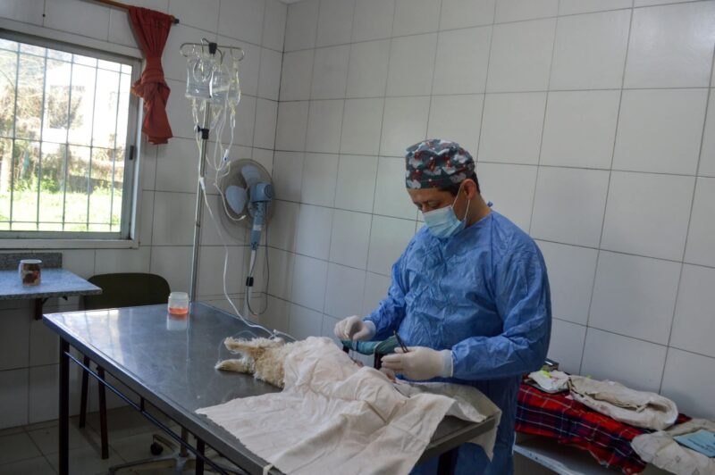 El Hospital Municipal de Zoonosis de José C. Paz se consolida como centro de referente regional en salud animal