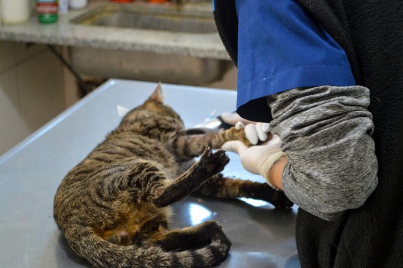 El Hospital Municipal de Zoonosis de José C. Paz se consolida como centro de referente regional en salud animal