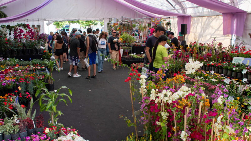 Moreno celebra la primavera con tres grandes eventos culturales en la Plaza Dr. Buján