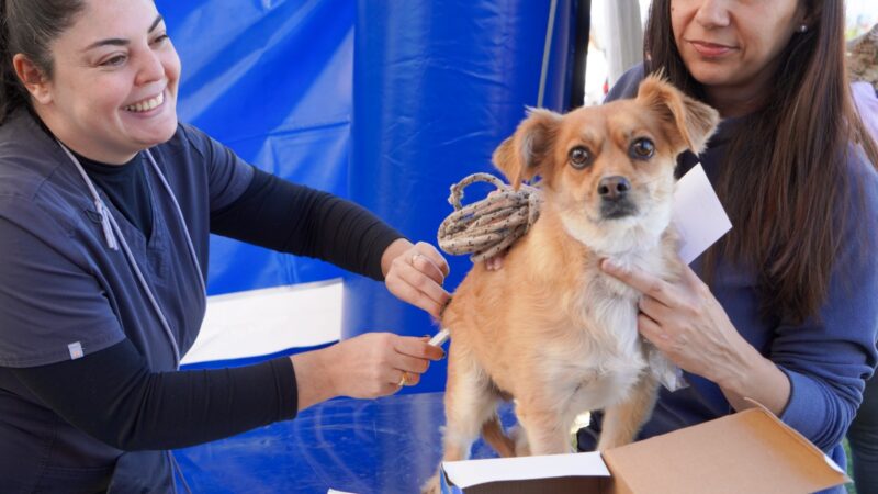 Vicente López continúa promoviendo el bienestar animal con nuevas jornadas de Zoonosis