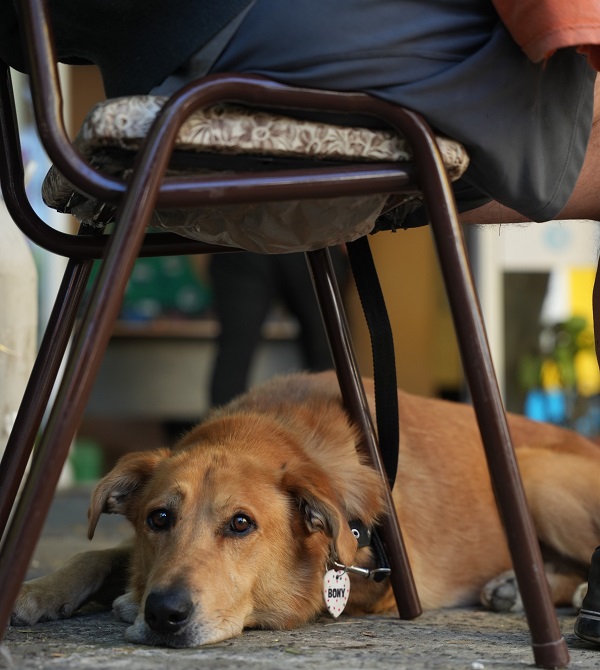 San Miguel realiza operativos de zoonosis en todos los barrios