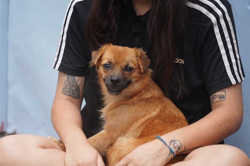 Zoonosis Escobar jornadas gratuitas de castración y vacunación