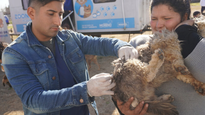Moreno realizara operativos de castración y vacunación antirrábica de perros y gatos