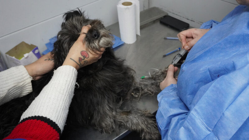 Moreno realizara operativos de castración y vacunación antirrábica de perros y gatos