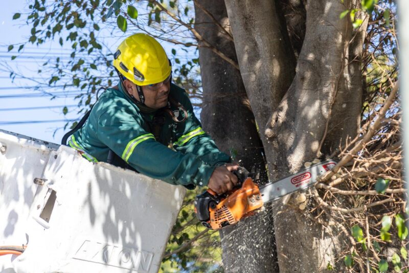 San Isidro avanza con su primer Censo de Arbolado