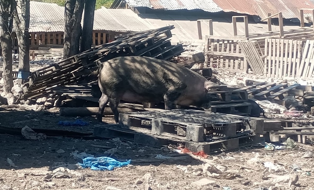Zoonosis Escobar rescataron 25 animales de un basural en el predio de la Ruta 26