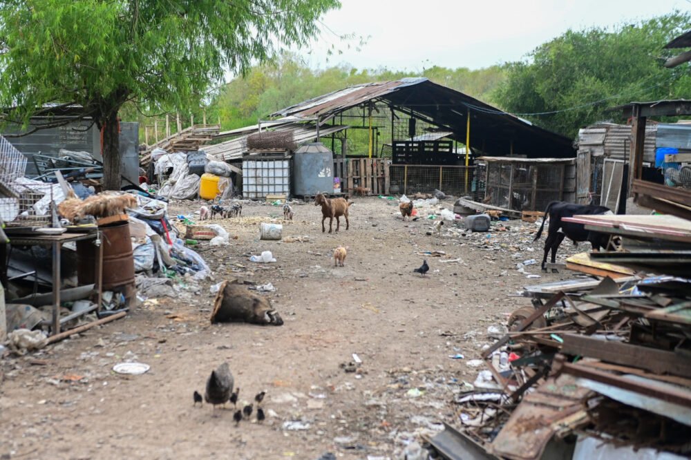Predio Ruta 26: la Municipalidad rescató a más de 200 animales del megabasural clausurado