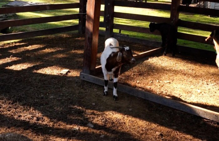 Predio Ruta 26: la Municipalidad rescató a más de 200 animales del megabasural clausurado