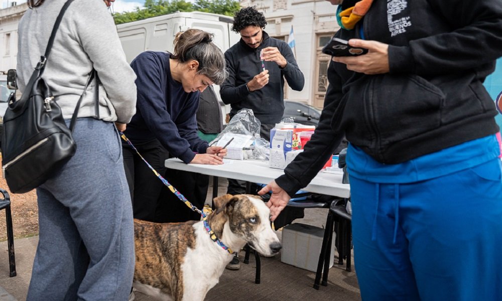 Se realizarán en Moreno operativos de castración y vacunación antirrábica de perros y gatos