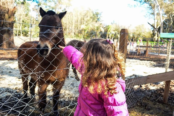 Feria Japonesa, festejos por el Día del Animal y AMCA Fest los eventos destacados del Finde en Escobar