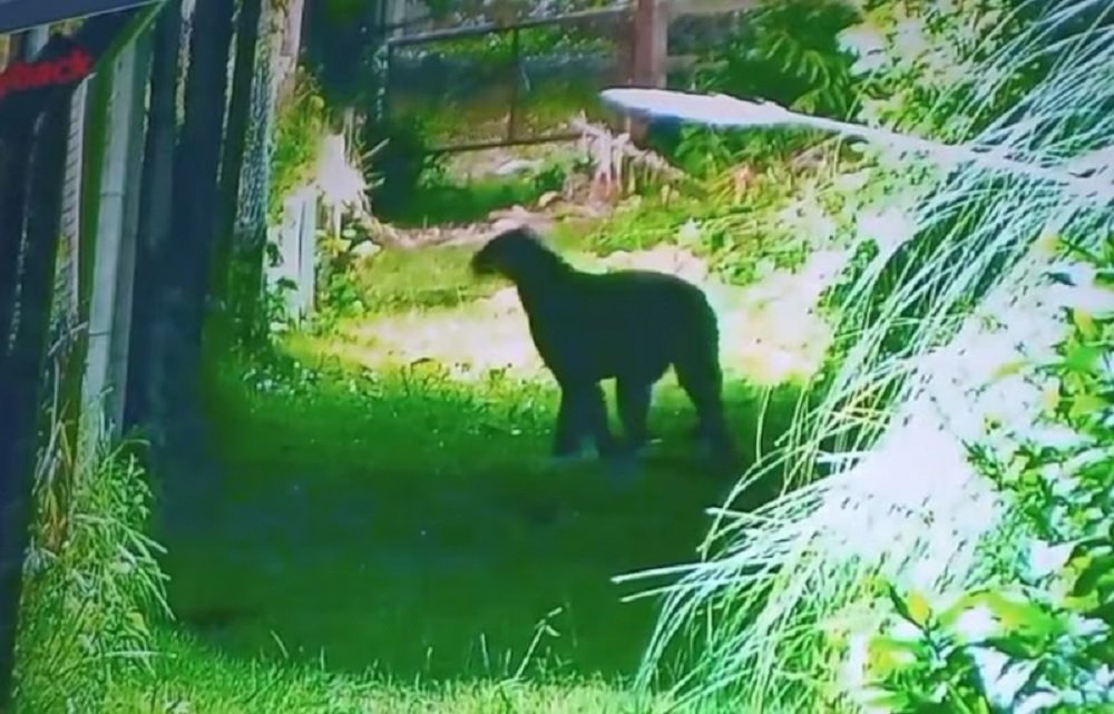 Alarma en Escobar, Un puma suelto puso en alerta a los vecinos