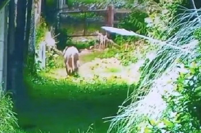 Alarma en Escobar, Un puma suelto puso en alerta a los vecinos