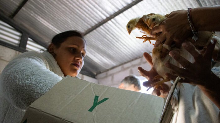 Seguridad alimentaria: 100 familias de Moreno recibieron pollitas ponedoras