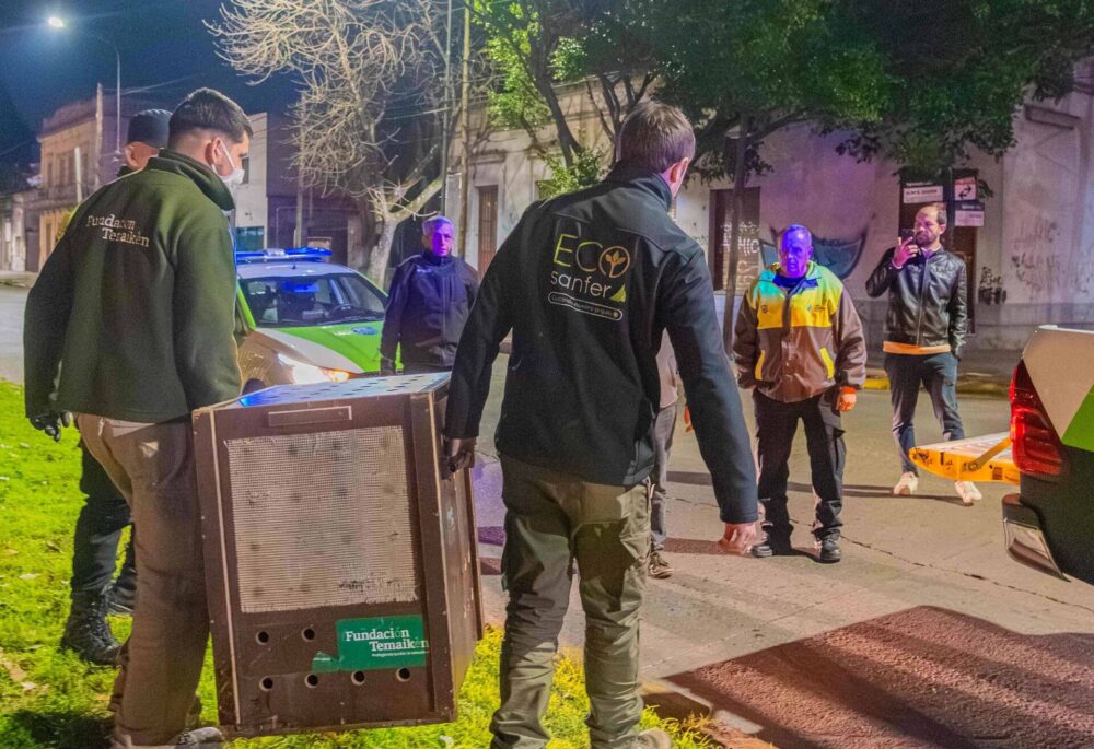 San Fernando rescató a dos lobos marinos en pocos días, en conjunto con especialistas