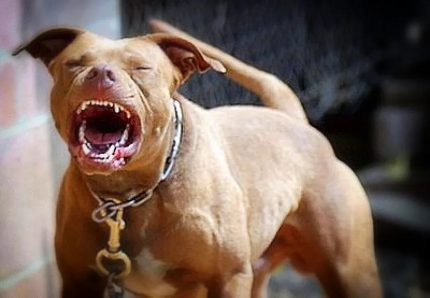 Malvinas Argentinas - pitbull bebe de 4 meses