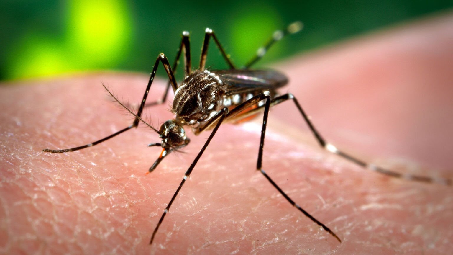 Morón refuerza la campaña de prevención contra el dengue