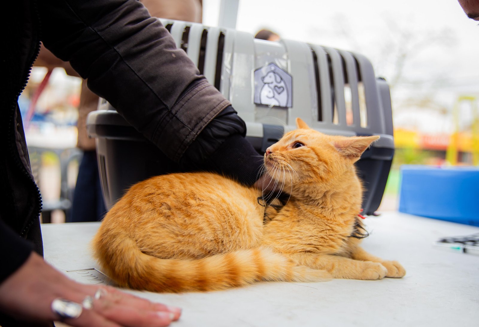 Tres de Febrero continúa con la vacunación antirrábica gratuita para mascotas